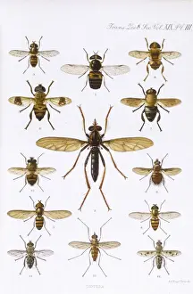 Diptera Prints: DIPTERA