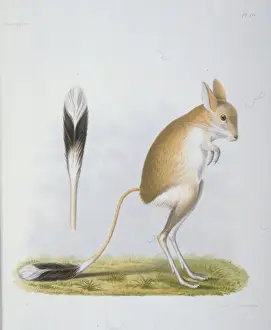 Dipus annulatus, gerbil