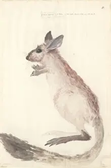 Muroidea Prints: Dipus capensis, cape jerboa