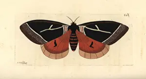 Dirphia tarquinia moth