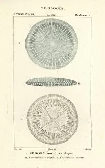 Polyp Gallery: Disc jellyfish species, Eudora ondulosa disopra