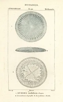 Polyp Gallery: Disc jellyfish species, Eudora ondulosa disopra