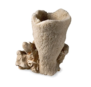 Crustacea Collection: Discodermid sponge