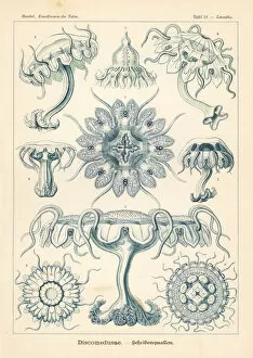 Adolf Collection: Discomedusae jellyfish