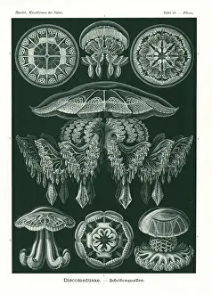 Discomedusae jellyfish