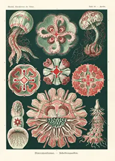 Discomedusae jellyfish species