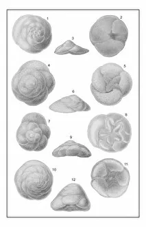 Foraminifera Collection: Discorbina species, foraminifera