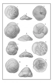 Rhizaria Collection: Discorbina species, foraminifera