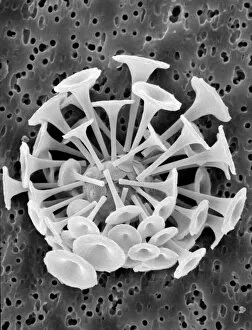 Micrograph Collection: Discosphaera tubifera, coccolithophore
