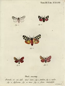 Phalaena Collection: Discrete chaperon and tiger moths