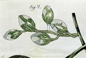 Agrarian Gallery: Disease of the vines. Engraving of 1853