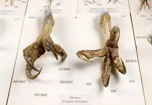 Osprey Prints: Display of bird feet at the Natural History Museum, London