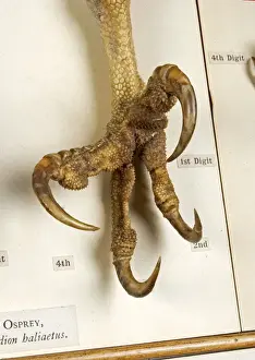 Display of bird feet at the Natural History Museum, London