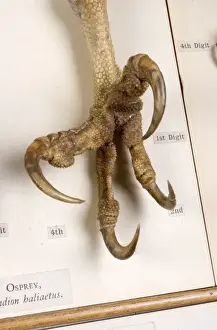 Display of bird feet at the Natural History Museum, London