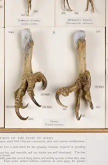 Display of bird feet at the Natural History Museum, London