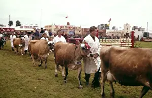 Display of cattle at annual County Show, Devon