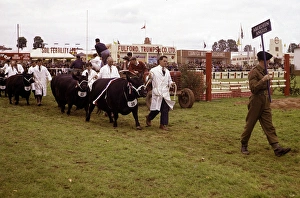 Images Dated 22nd November 2016: Display of cattle at annual County Show, Devon