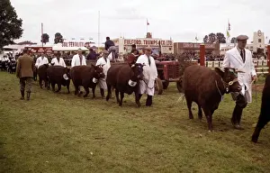 Display of cattle at annual County Show, Devon