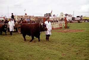 Cows Gallery: Display of cattle at annual County Show, Devon