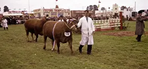 Display of cattle at annual County Show, Devon
