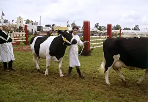 Display of cattle at annual County Show, Devon