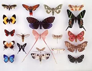 Display of lepidoptera, illustrating variation