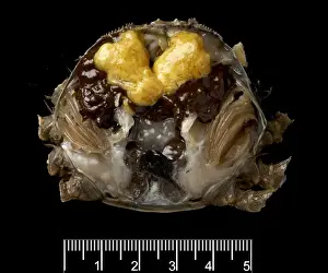 Dissected female Eriocheir sinensis, Chinese mitten crab
