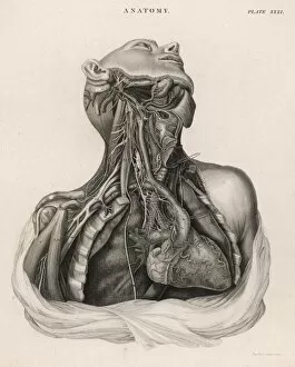 Torso Gallery: Dissection of upper torso, showing the heart