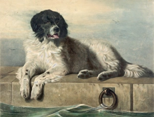Humane Gallery: A distinguished member of the Humane Society
