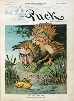 The distracted hen