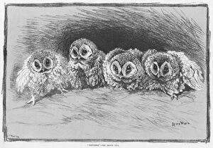 Wain Gallery: Disturbed - the Brown Owl by Louis Wain