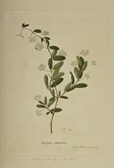 Ditassa banksii