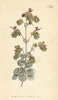 Dittany of Crete, Origanum dictamnus