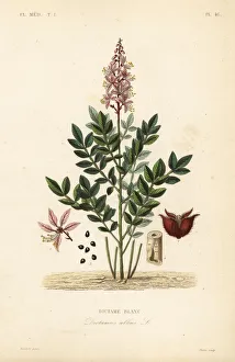 Albus Gallery: Dittany, Dictamnus albus