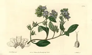 Botanicalillustration Prints: Divaricate phacelia, Phacelia divaricata
