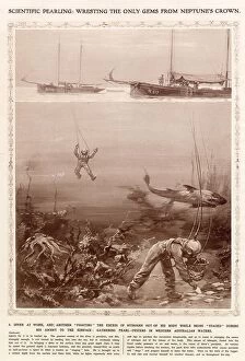 Pearls Collection: Divers gathering pearl-oysters in Western Australia waters. The diver in the background is being