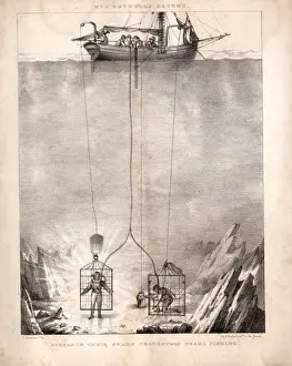 Divers Prints: Divers pearl fishing in shark cages
