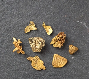 Alluvial Gallery: Diverse gold nuggets