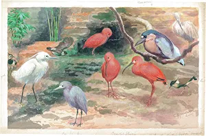 In the Diving Birds House at London Zoo animals