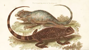 Amphibia Collection: Diving lizard and hump-nosed lizard