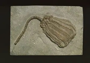 Anchored Prints: Dizgocrinus mon, fossil crinoid
