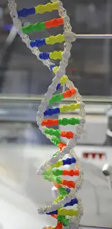 DNA. Deoxyribonucleic acid, model