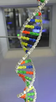 Acid Collection: DNA. Deoxyribonucleic acid, model