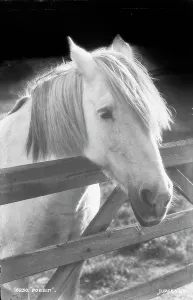 Mane Prints: Dobbin the Horse