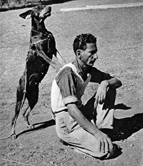 Doberman Dog of the Palestine Police Force in training, 1945