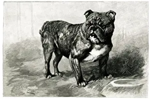 Paid Prints: Dockleaf, highest price paid for a bulldog