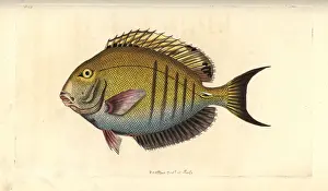 Doctorfish, Acanthurus chirurgus