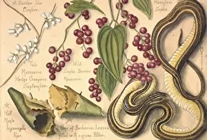 A Dodder-like climber and a harmless snake