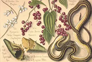 Curled Prints: A Dodder-like climber and a harmless snake