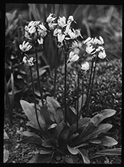 Cowslip Prints: Dodecatheon Meadia